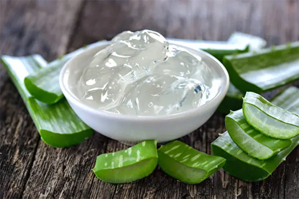 Aloe Vera Aloe Vera